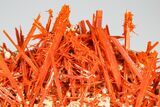 Bright Orange Crocoite Crystal Cluster - Tasmania #182739-4